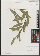 Foto von Salix pycnostachya Andersson